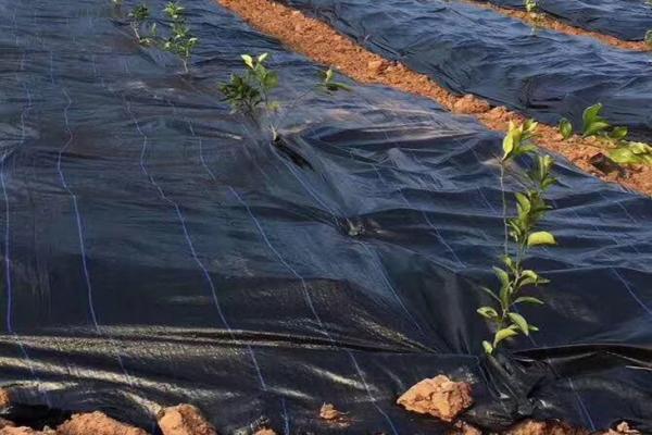 打孔防草布使用注意事项 第2张