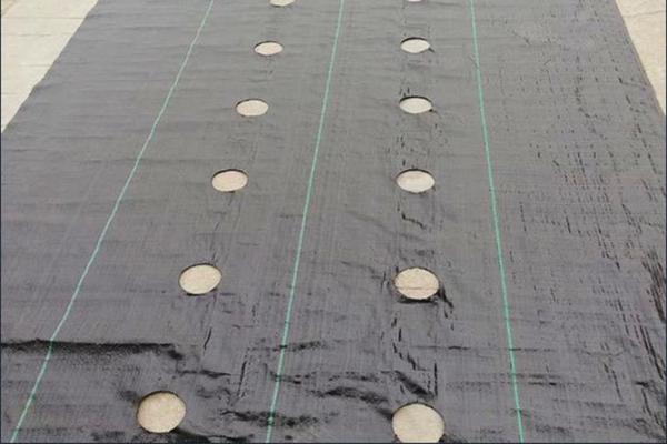 打孔防草布使用注意事项 第3张